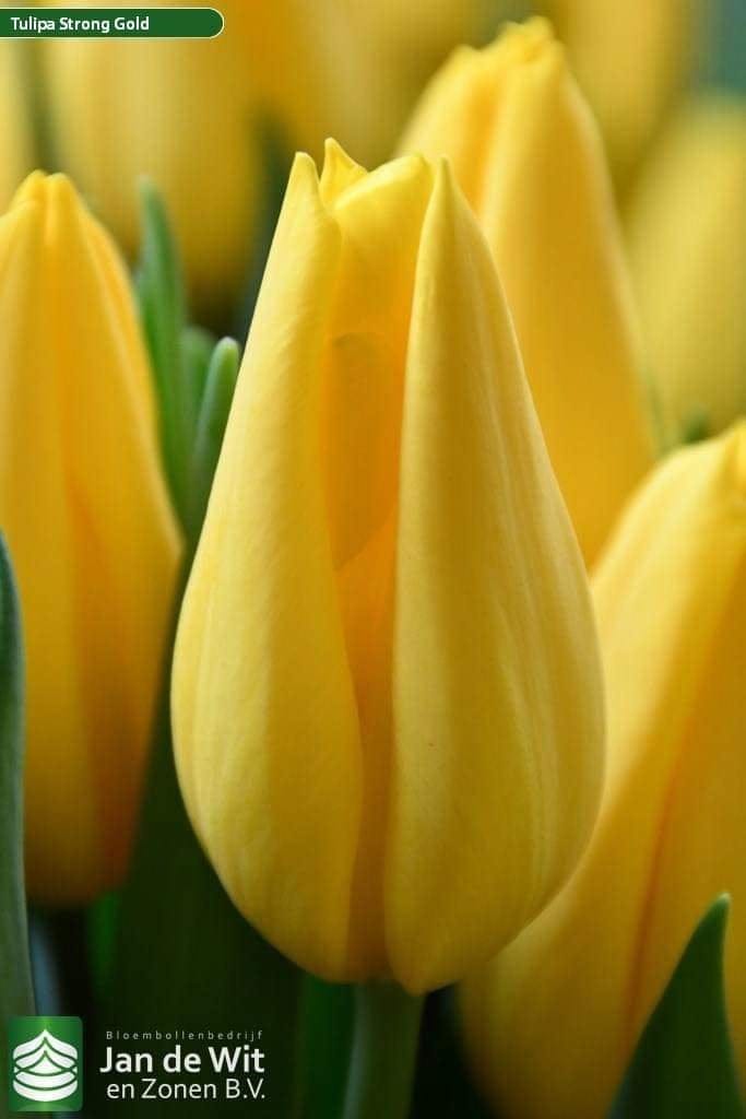 SS Crew California Sub River Island