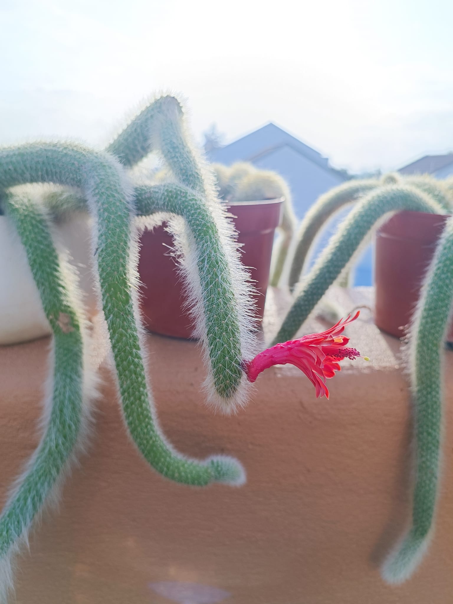 All Star Canvas Hi Converse